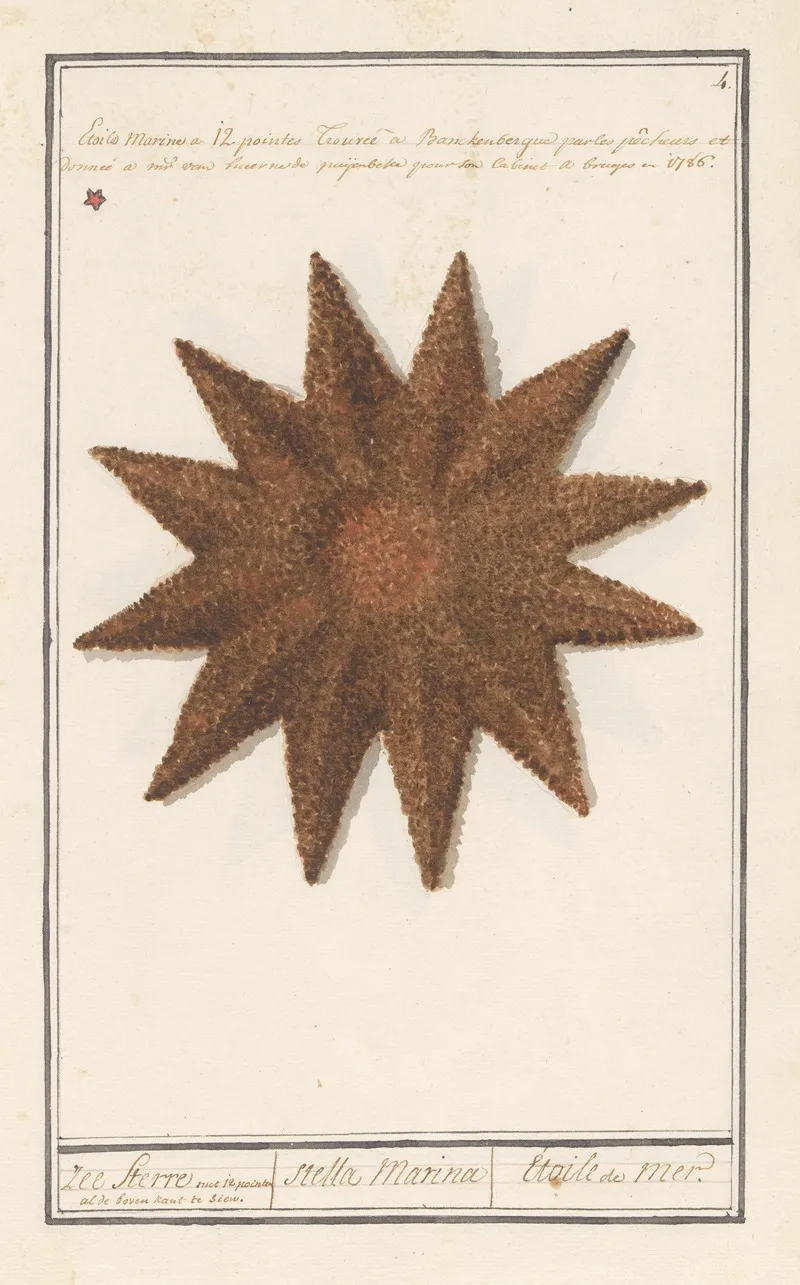 Zeester Asteroidea Zee Sterre Stella Marina Etoile De Mer Wall Art by Anselmus Boëtius de Boodt - High-Resolution Digital Print