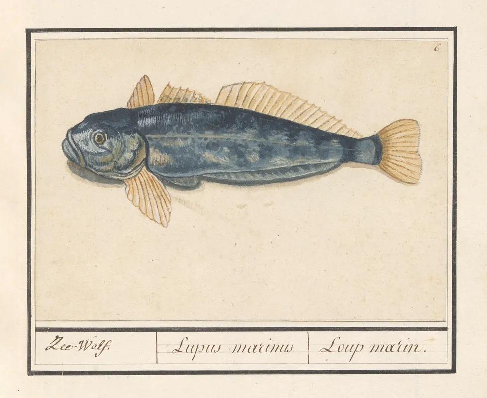 Zeewolf Anarhichas Lupus Zee Wolf Lupus Marinus Loup Marin Wall Art by Anselmus Boëtius de Boodt - High-Resolution Digital Print