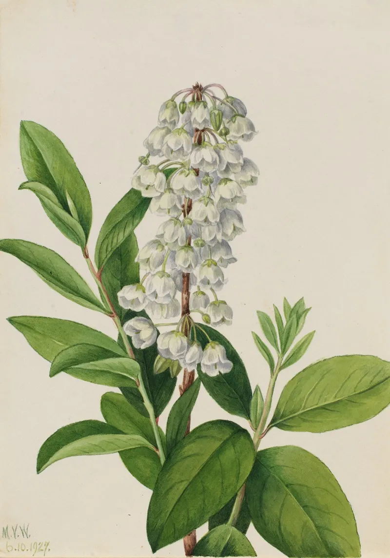 Zenobia Zenobia Cassinifolia 2