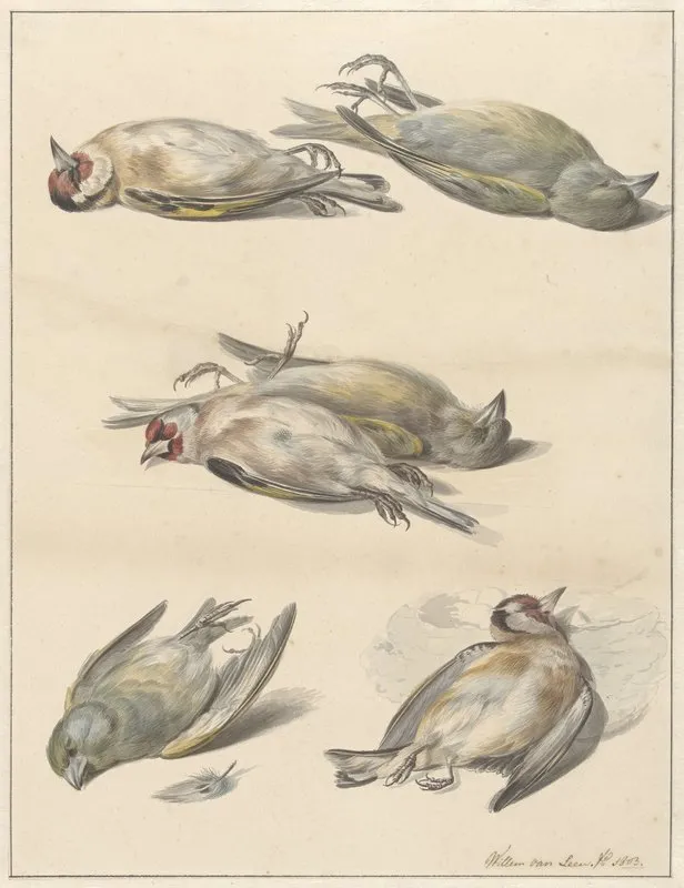 Zes Dode Vogeltjes 2