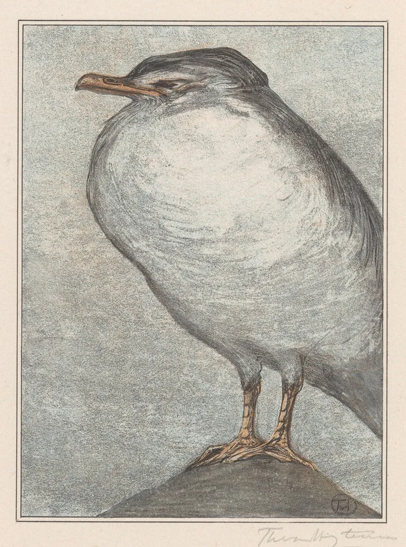 Zilvermeeuw