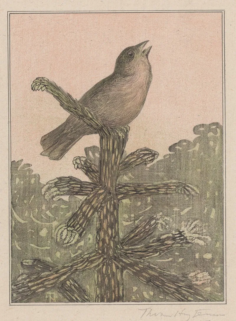 Zingende Vogel Op Naaldboom