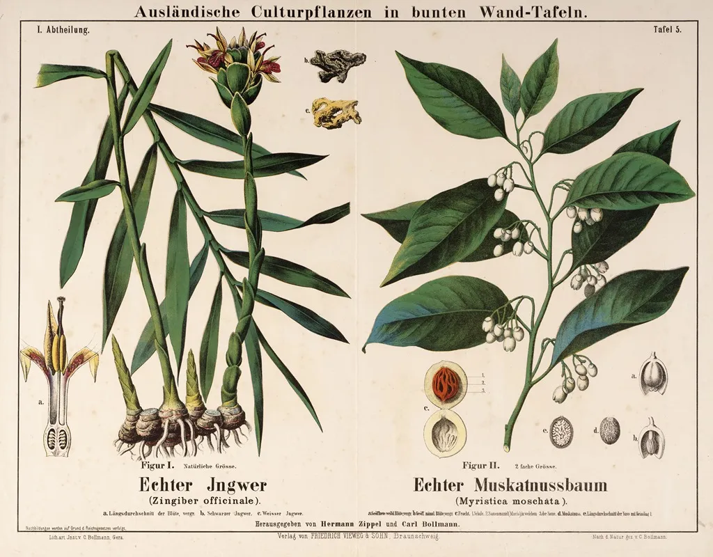 Zingiber Officinale Myristica Moschata Gember Nootmuskaat Wall Art by Hermann Zippel - High-Resolution Digital Print