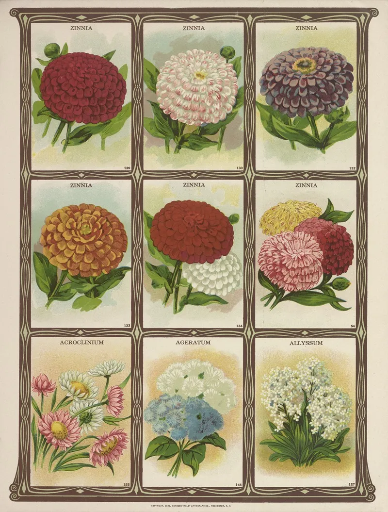 Zinnia Acroclinium Ageratum Allyssum Wall Art by Genesee Valley Lithograph Co. - High-Resolution Digital Print
