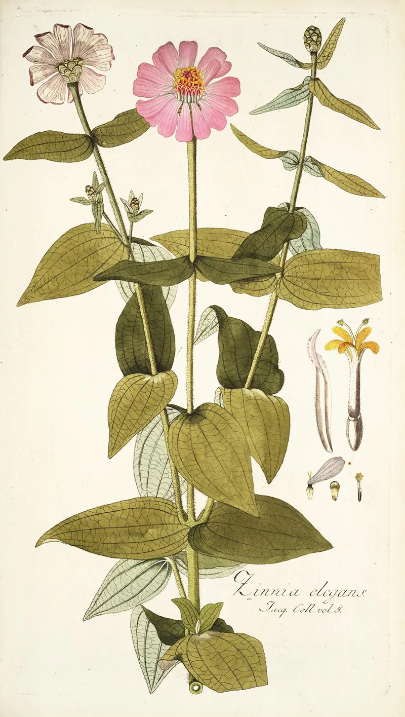 Zinnia Elegans Wall Art by Nikolaus Joseph Freiherr von Jacquin - High-Resolution Digital Print