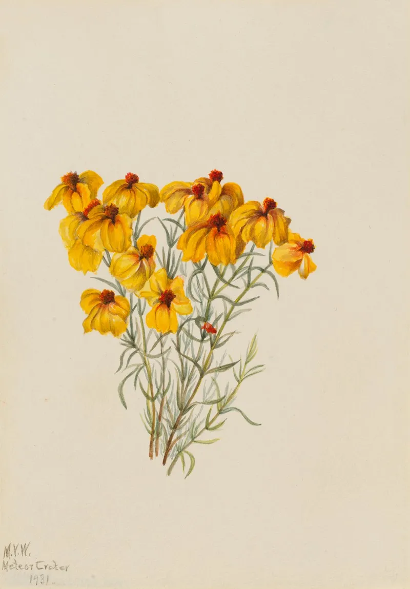 Zinnia Zinnia Grandiflora