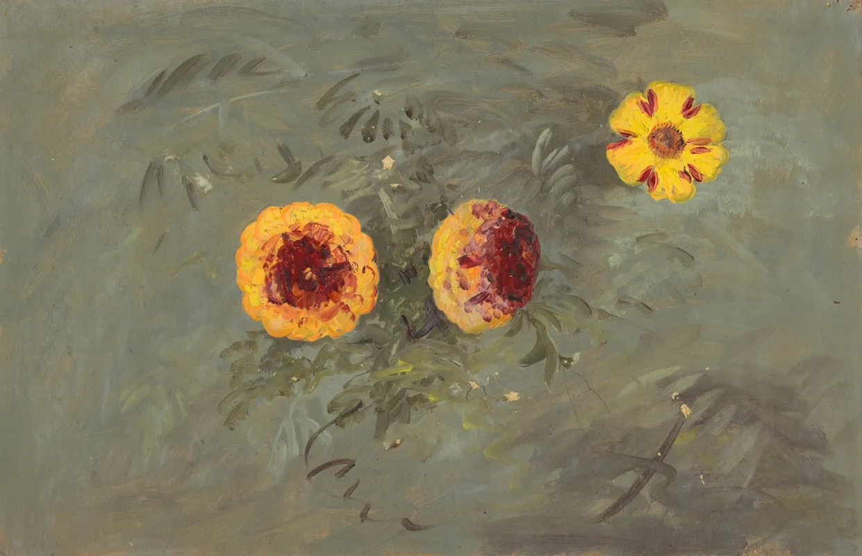 Zinnias