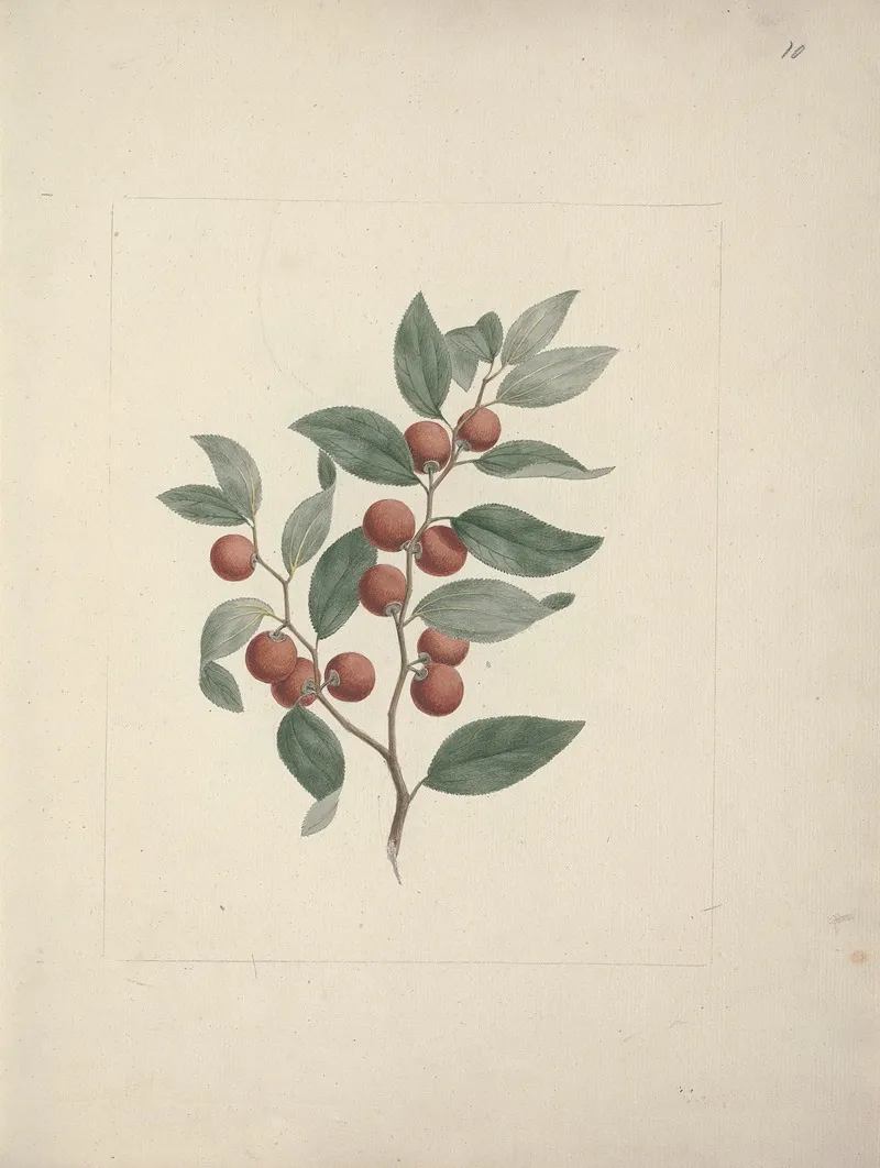Ziziphus Abyssinica A Rich Ethiopian Christ Thorn