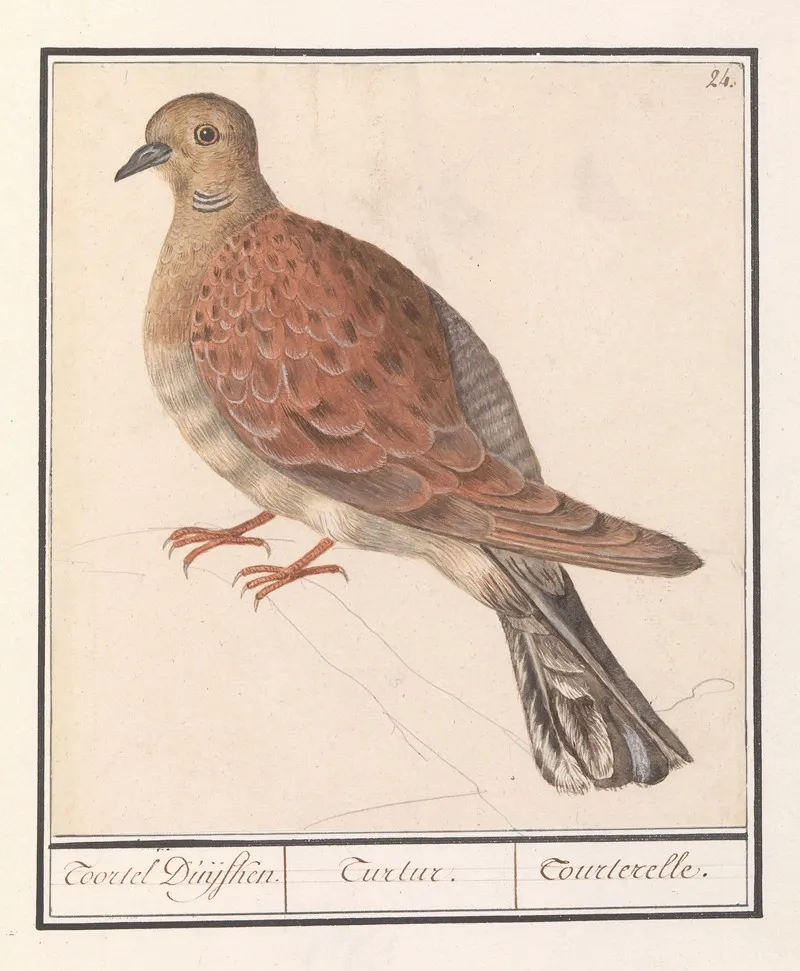 Zomertortel Streptopelia Turtur Wall Art by Anselmus Boëtius de Boodt - High-Resolution Digital Print