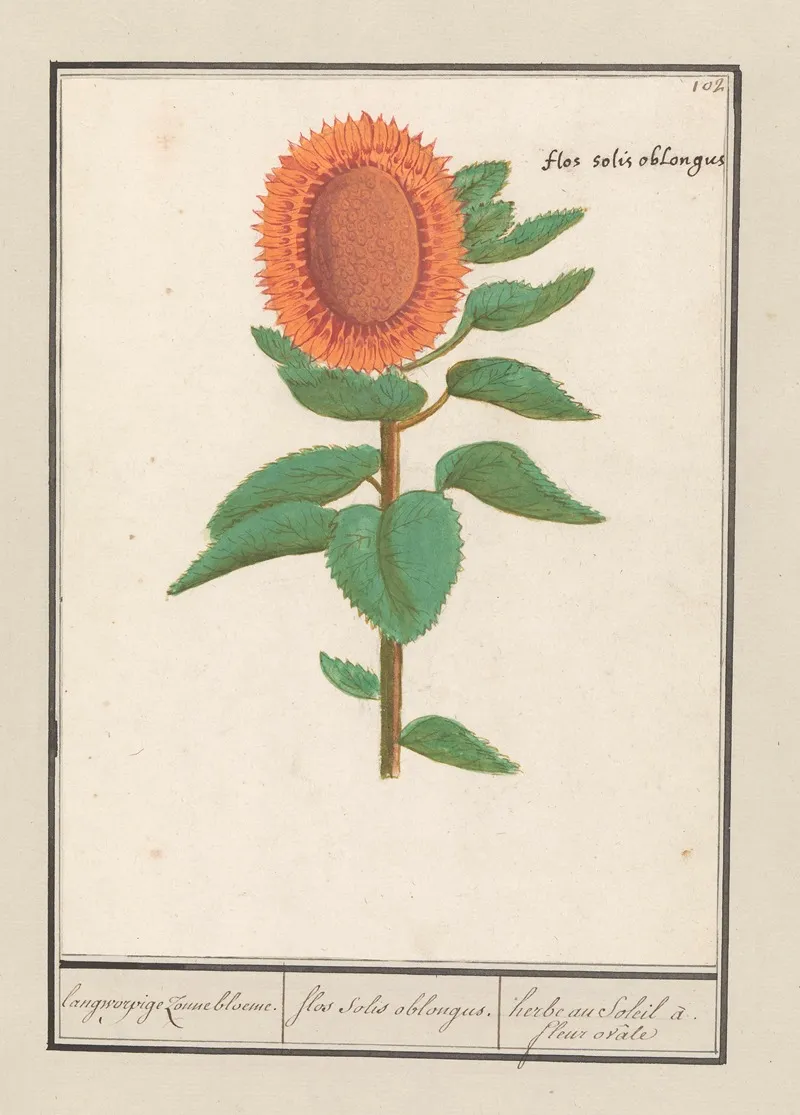 Zonnebloem Helianthus Annuus Langworpige Zonnebloeme Flos Solis Oblongus Herbe Au Soleil A Fleur Ovale Wall Art by Anselmus Boëtius de Boodt - High-Resolution Digital Print