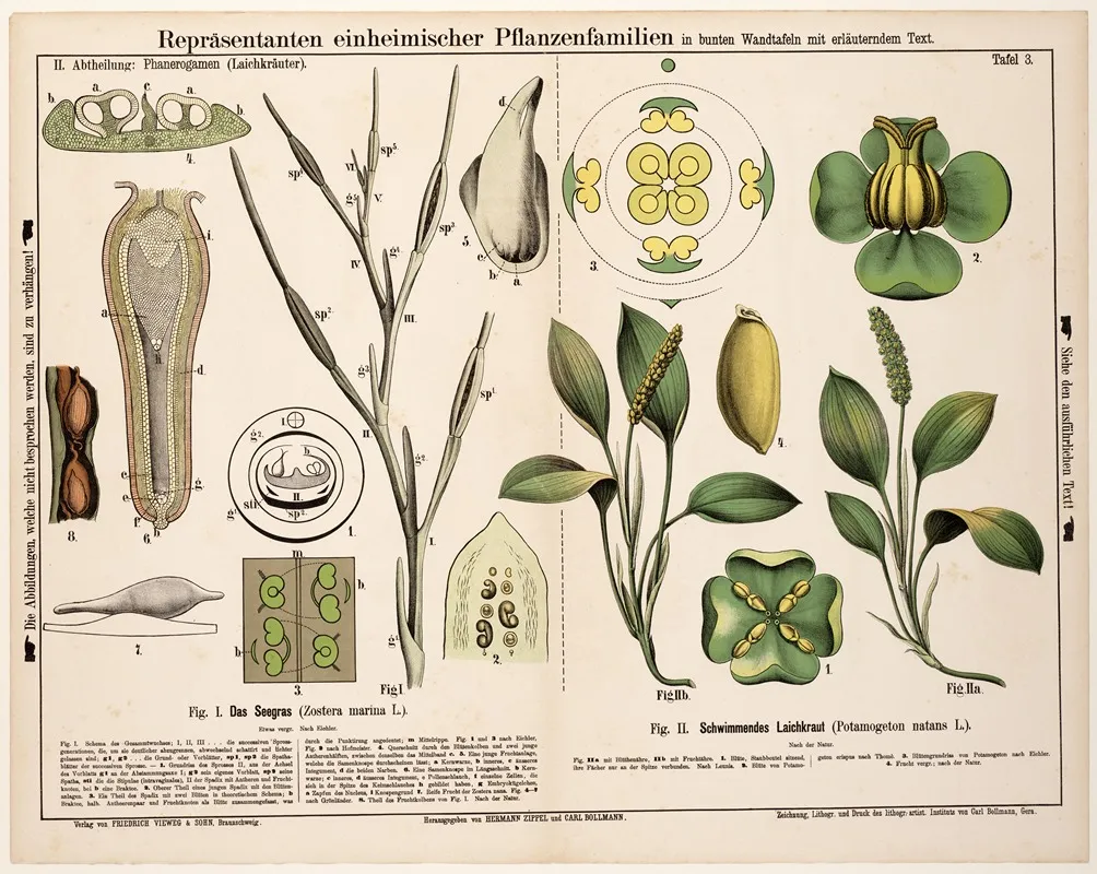 Zostera Marina Potamogeton Natans Groot Zeegras Drijvend Fonteinkruid Wall Art by Hermann Zippel - High-Resolution Digital Print