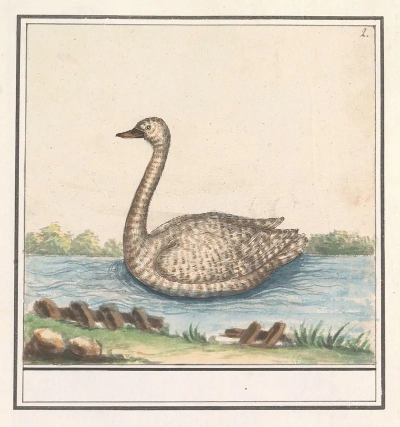 Zwaan Cygnus Wall Art by Anselmus Boëtius de Boodt - High-Resolution Digital Print