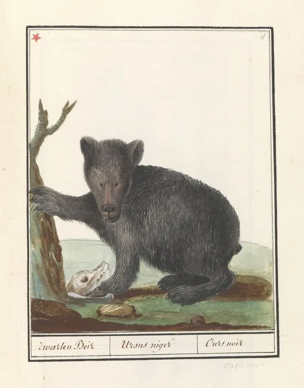 Zwarte Beer Ursus Zwarten Beir Ursus Niger Ours Noir Wall Art by Anselmus Boëtius de Boodt - High-Resolution Digital Print
