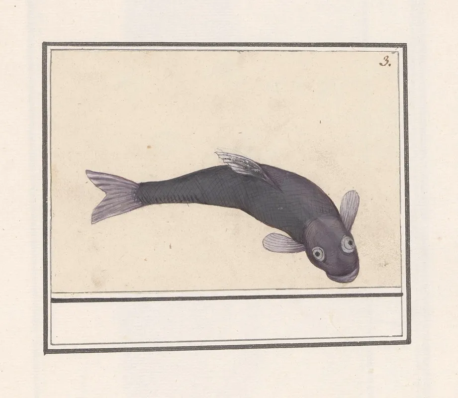 Zwarte Karper Cyprinus Carpio Carpio Wall Art by Anselmus Boëtius de Boodt - High-Resolution Digital Print