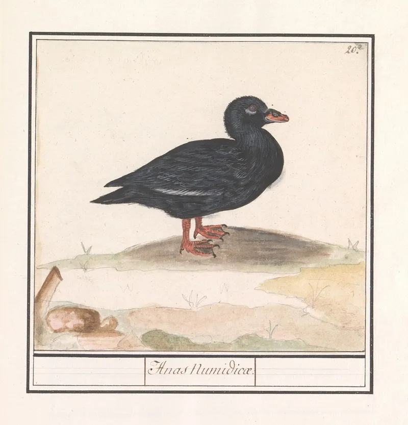 Zwarte Zee Eend Melanitta Nigra 2 Wall Art by Anselmus Boëtius de Boodt - High-Resolution Digital Print