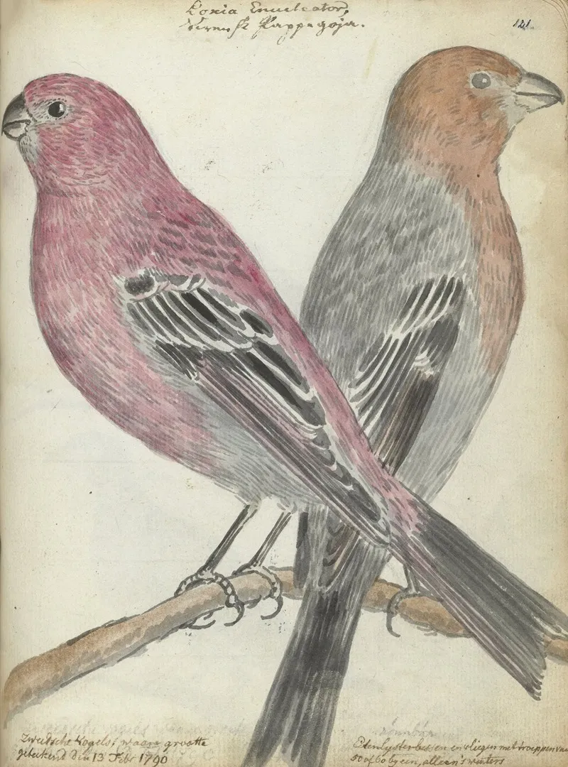 Zweedse Vogels Wall Art by Jan Brandes - High-Resolution Digital Print