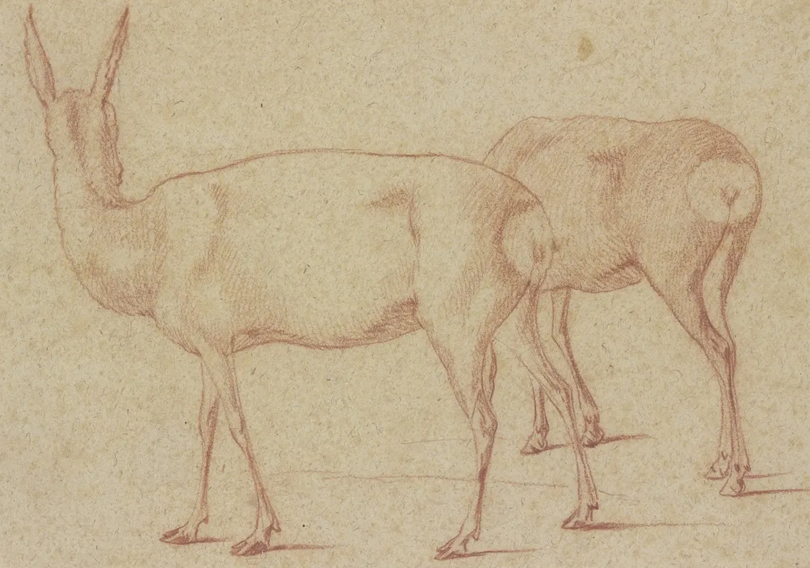 Zwei Stehende Rehe Nach Links