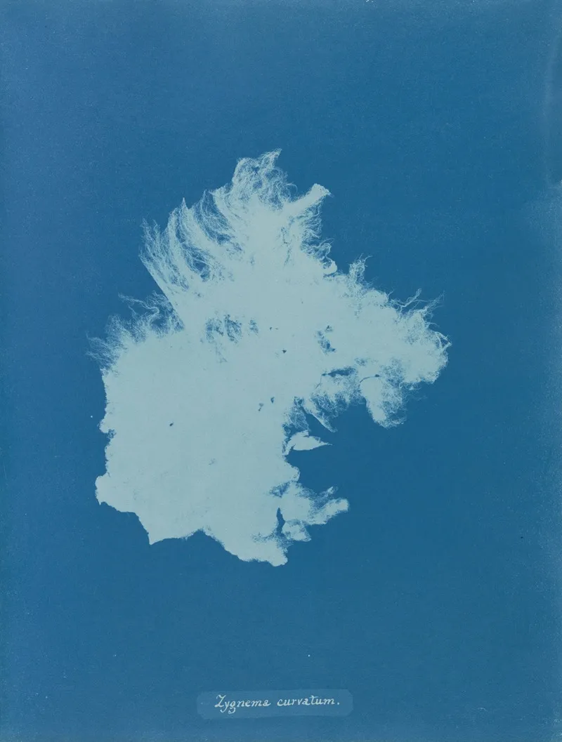 Zygnema Curvatum Wall Art by Anna Atkins - High-Resolution Digital Print