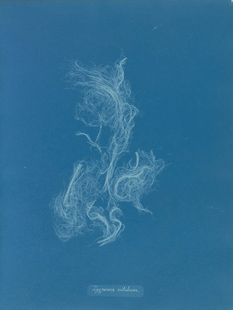 Zygnema Nitidum Wall Art by Anna Atkins - High-Resolution Digital Print