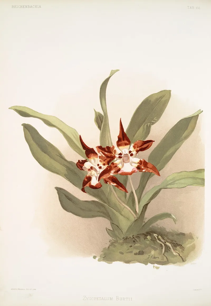 Zygopetalum Burtii Wall Art by Frederick Sander - High-Resolution Digital Print