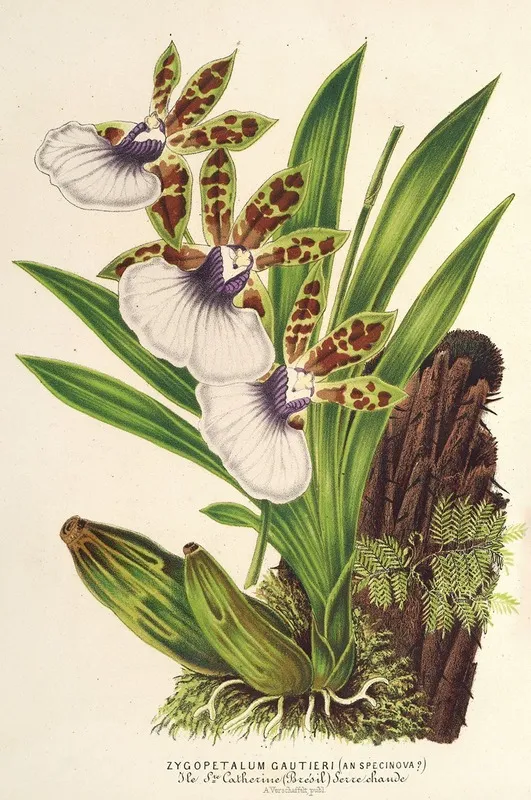 Zygopetalum Gautieri Wall Art by Charles Antoine Lemaire - High-Resolution Digital Print
