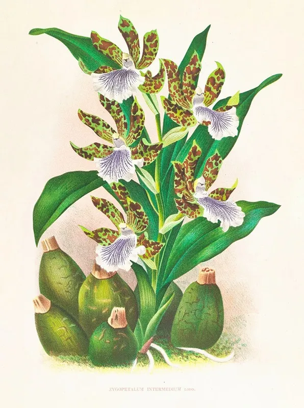 Zygopetalum Intermedium Wall Art by Jean Jules Linden - High-Resolution Digital Print
