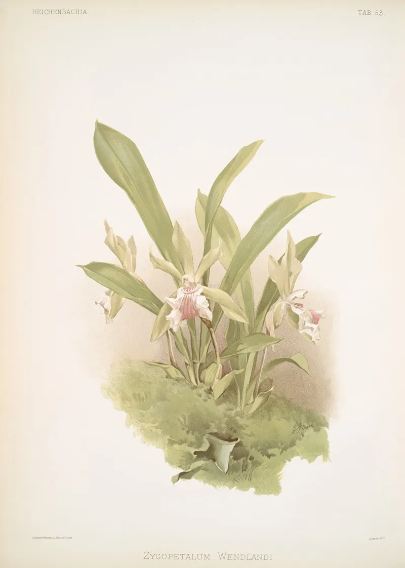 Zygopetalum Wendlandi Wall Art by Frederick Sander - High-Resolution Digital Print