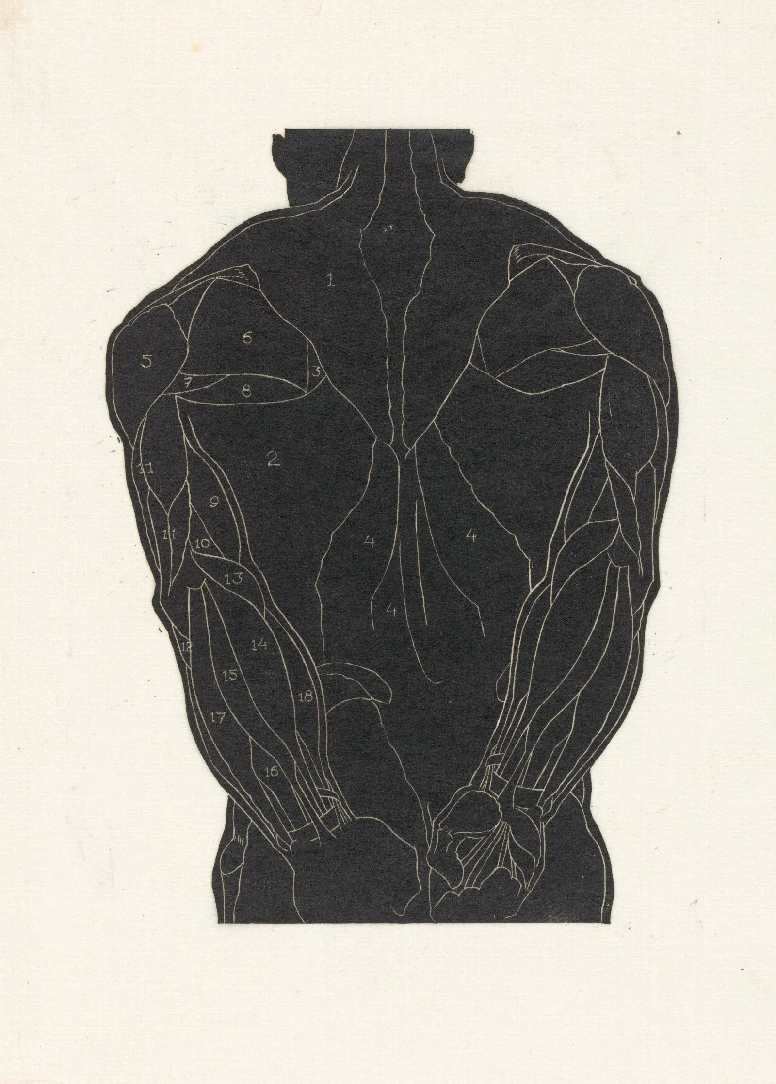 Anatomische Studie Van De Rugspieren Van Een Man In Silhouet Wall Art by Reijer Stolk - Canvas Print