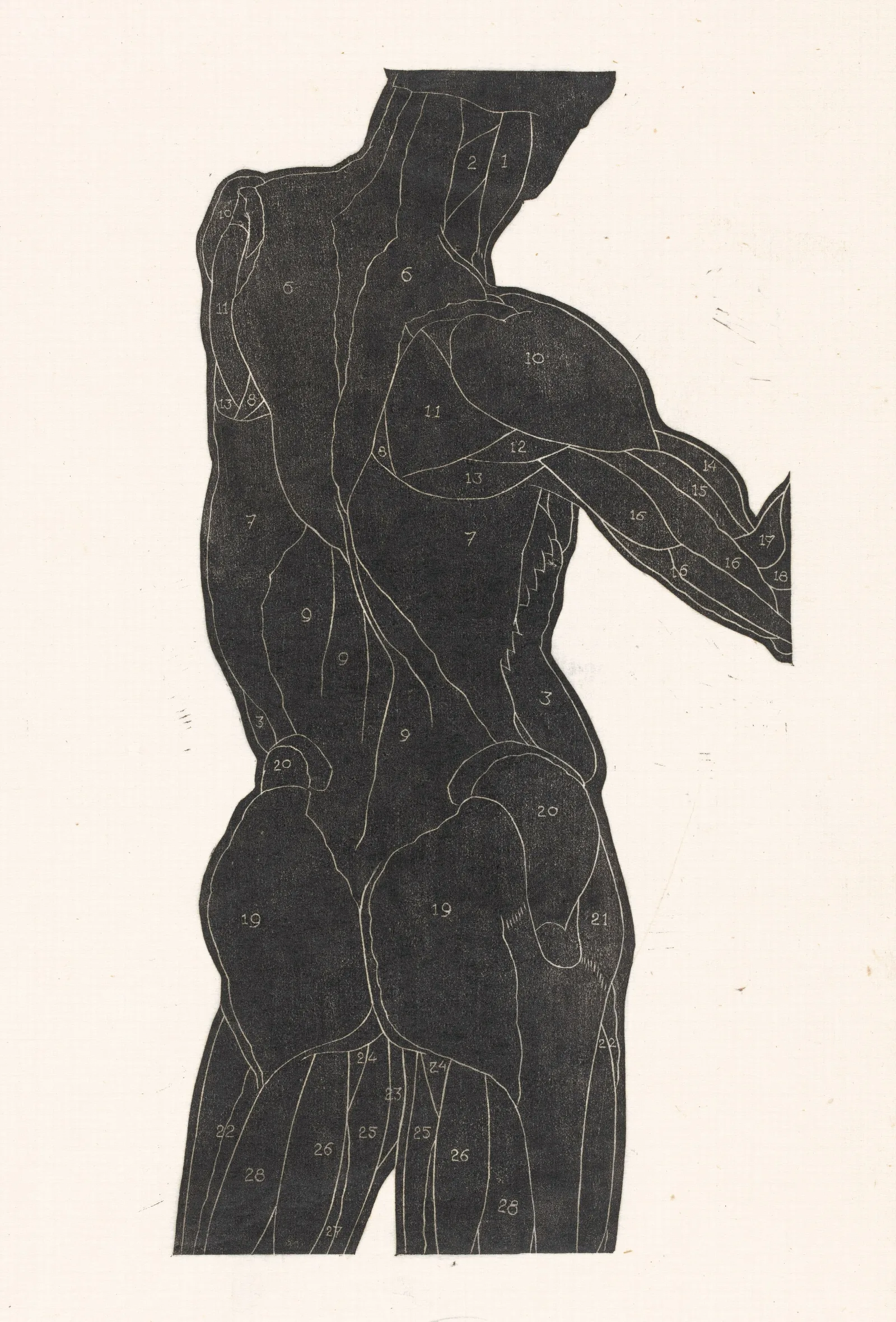 Anatomische Studie Van De Rug En Bilspieren Van Een Man In Silhouet Wall Art by Reijer Stolk - Canvas Print