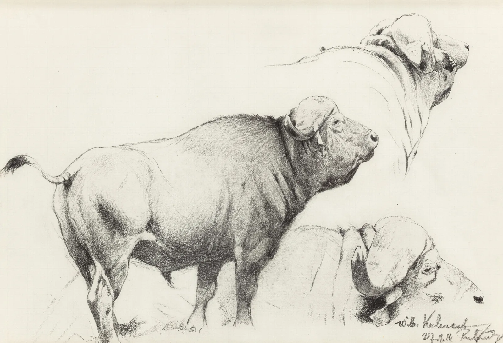 Cape Buffalo Wall Art by Wilhelm Kuhnert - Canvas Print