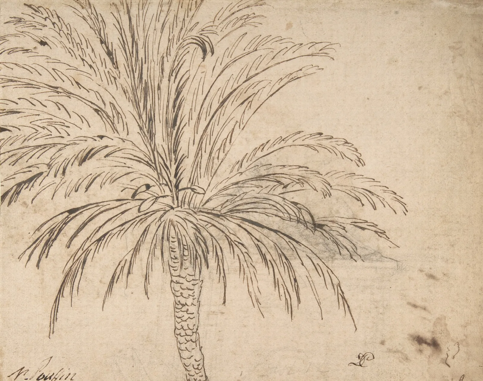 Study Of A Palm Tree 2 Wall Art by Nicolas Poussin - Canvas Print