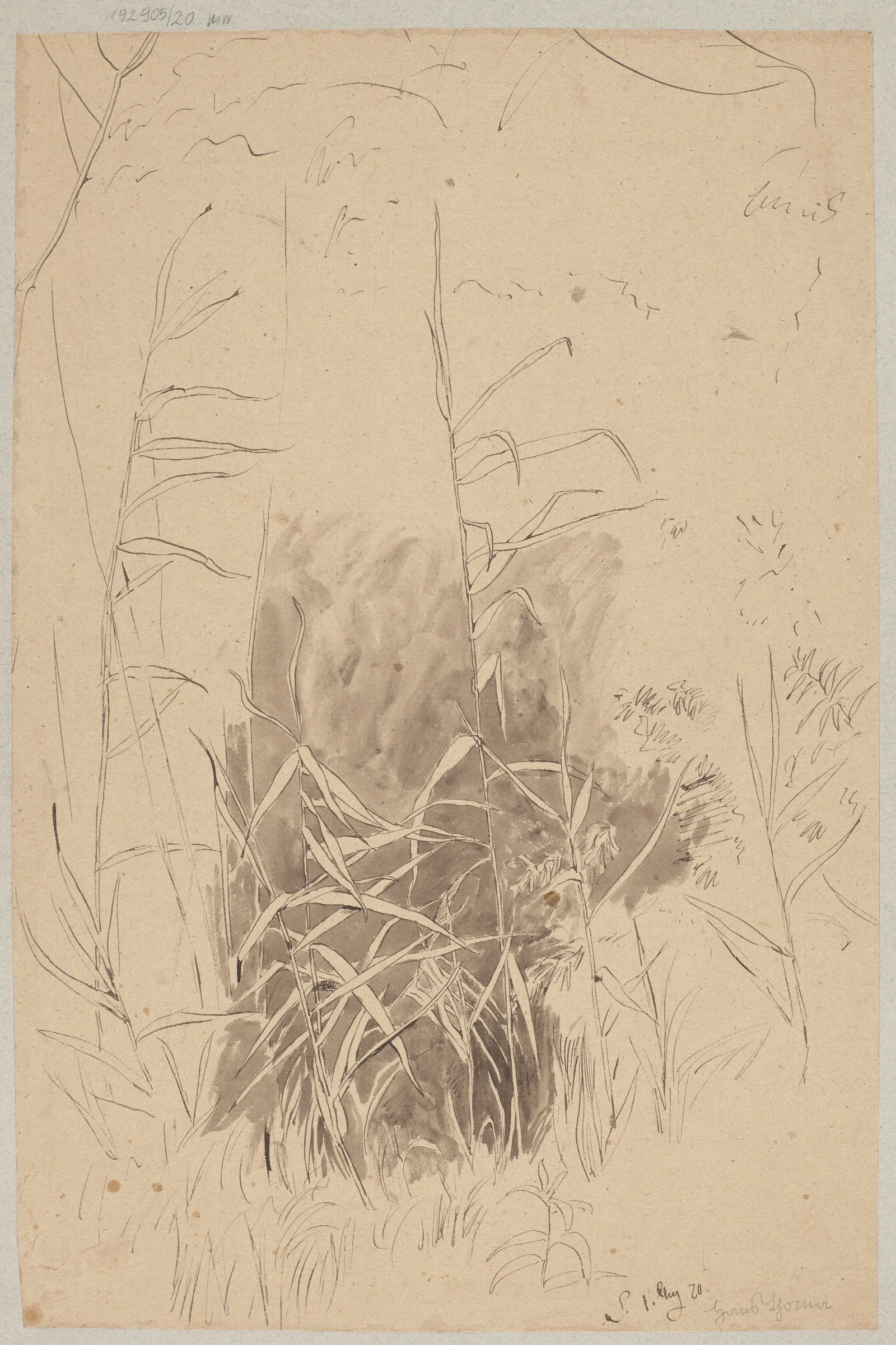 Study Of Grass Wall Art by Hans Thoma - Canvas Print