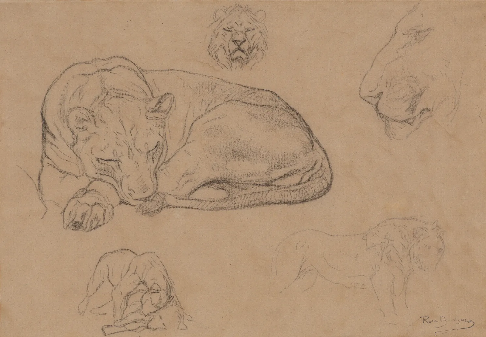 Studies Of Lions 3 Wall Art by Rosa Bonheur - Canvas Print