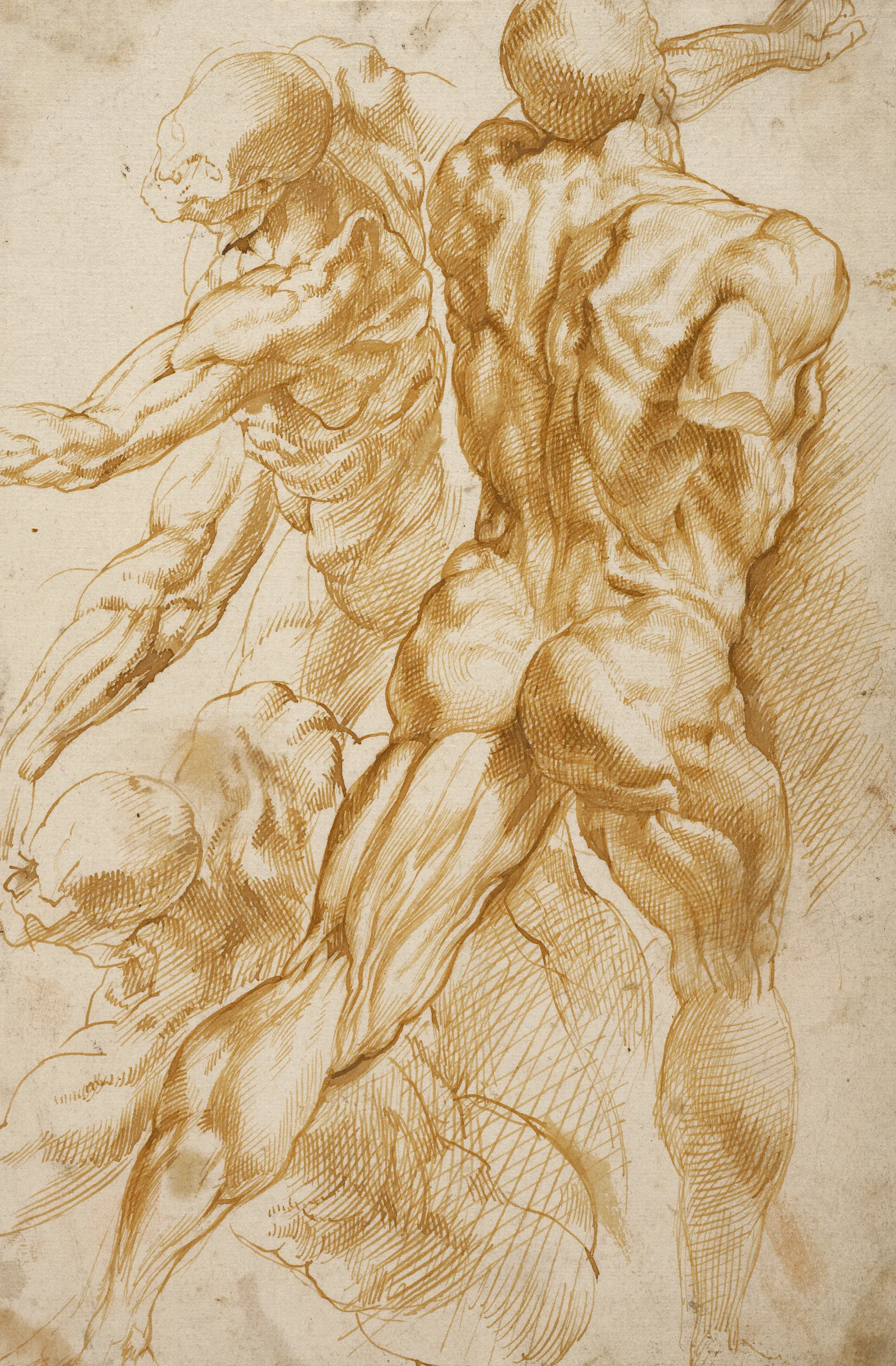 Anatomical Studies 3 Wall Art by Peter Paul Rubens - Canvas Print