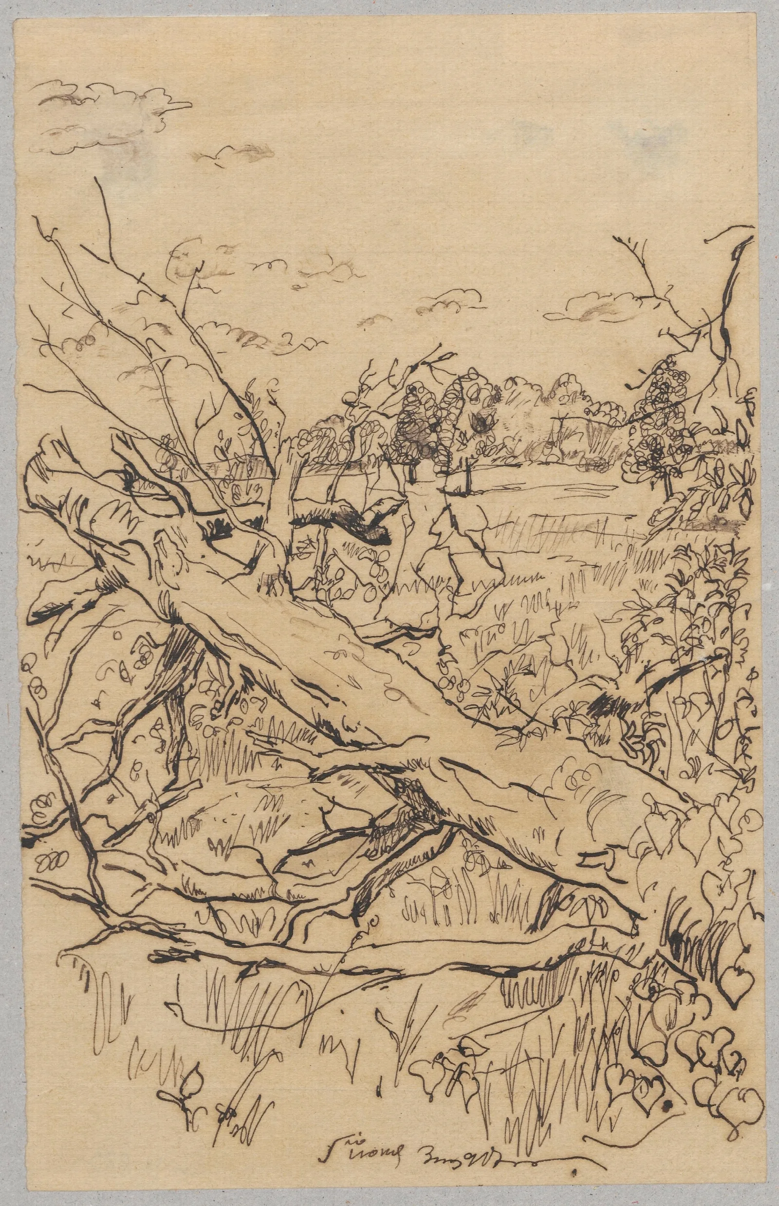 Fallen Tree Wall Art by Zygmunt Waliszewski - Canvas Print