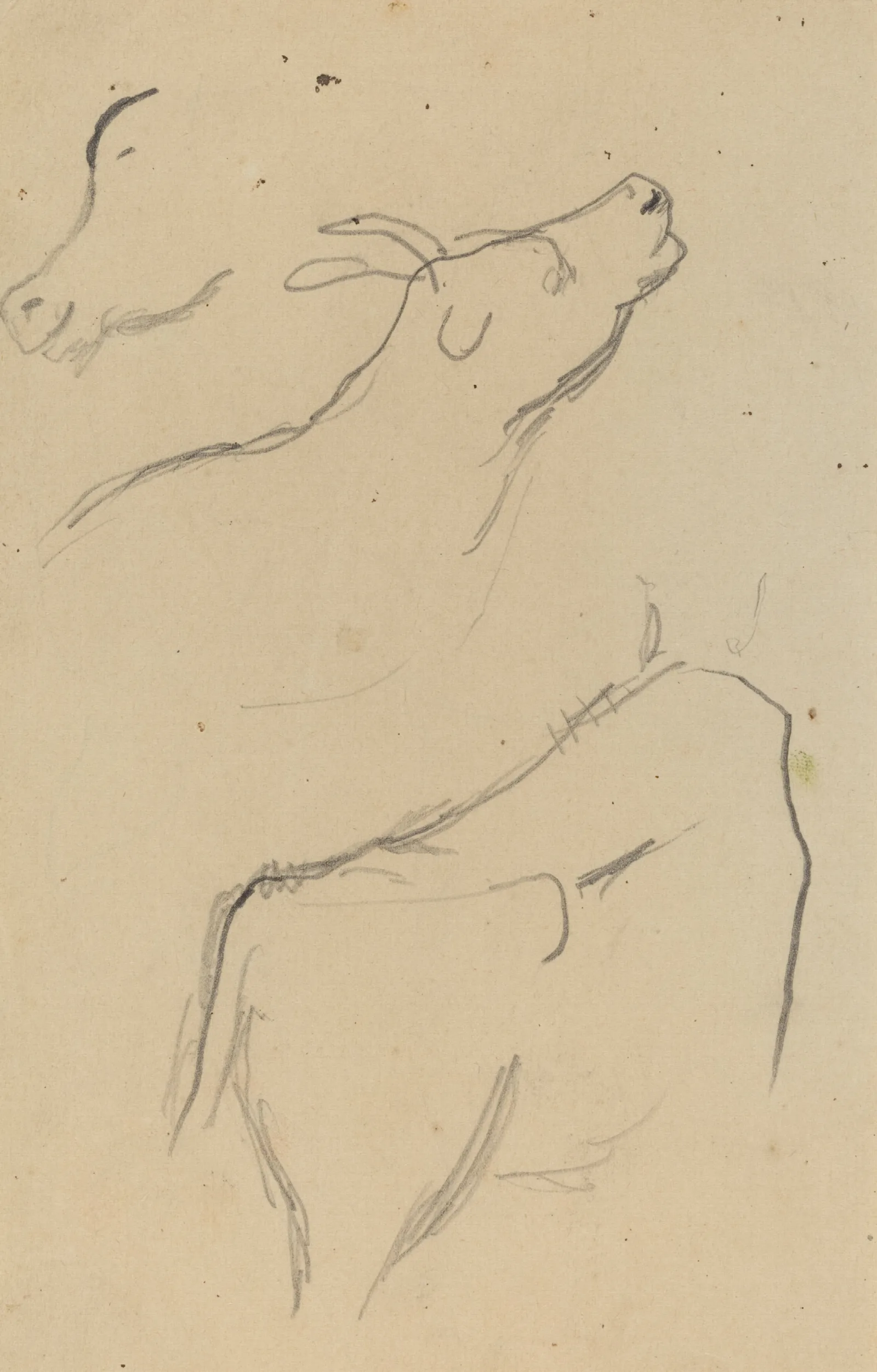 Studies Of A Cow Verso Wall Art by Paul Gauguin - Canvas Print