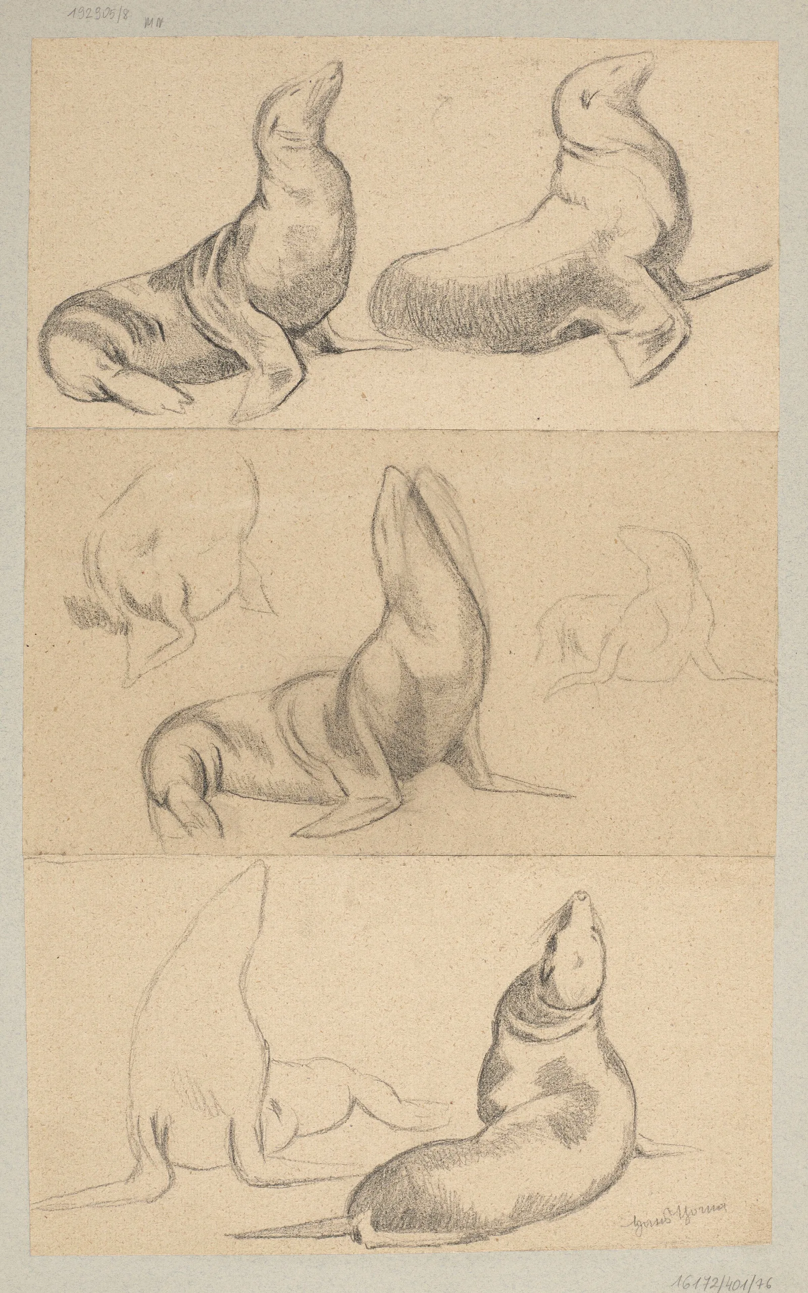 Seven Studies Of Seals Wall Art by Hans Thoma - Canvas Print