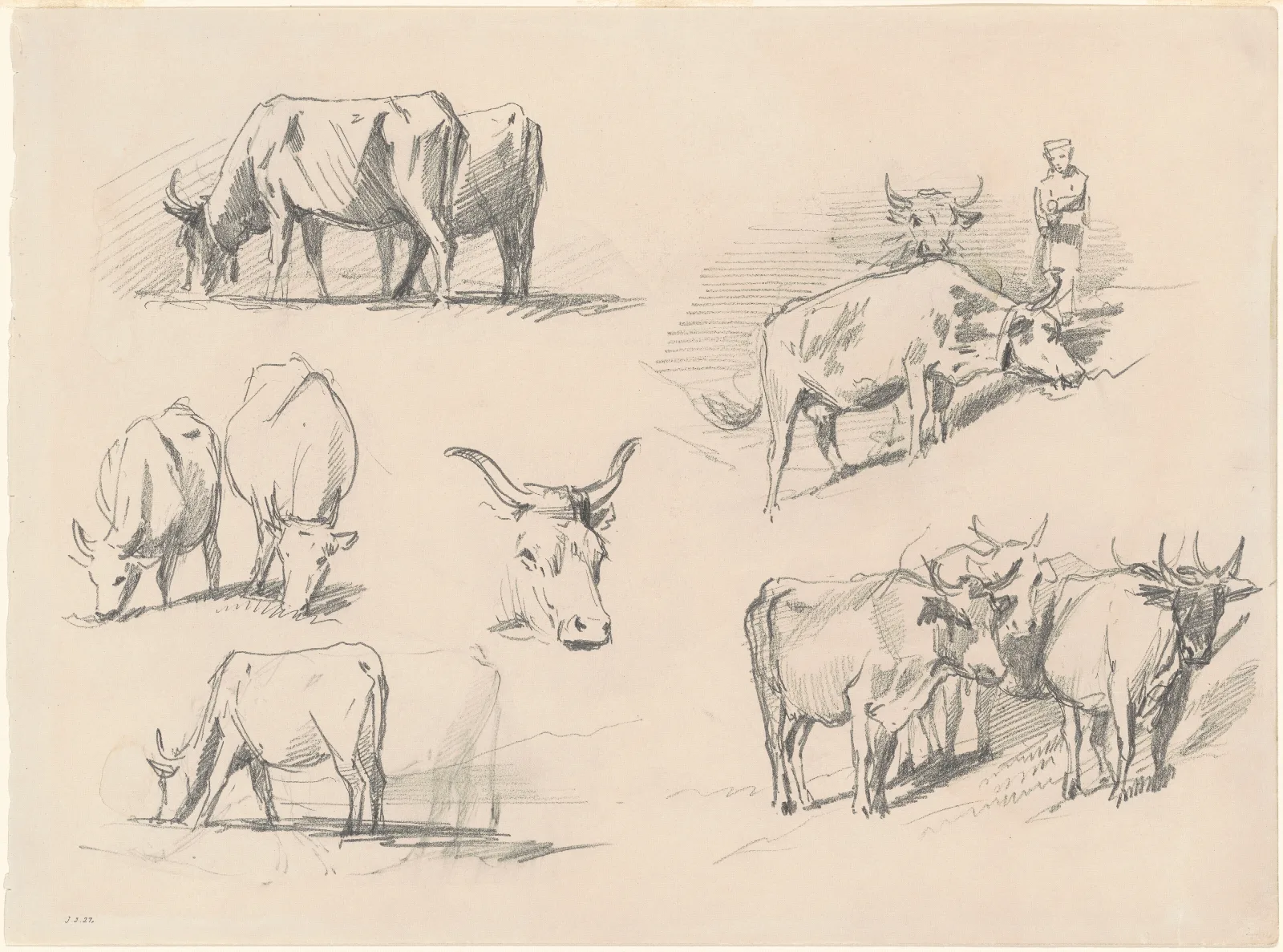 Studies Of Cattle Wall Art by John Singer Sargent - Canvas Print