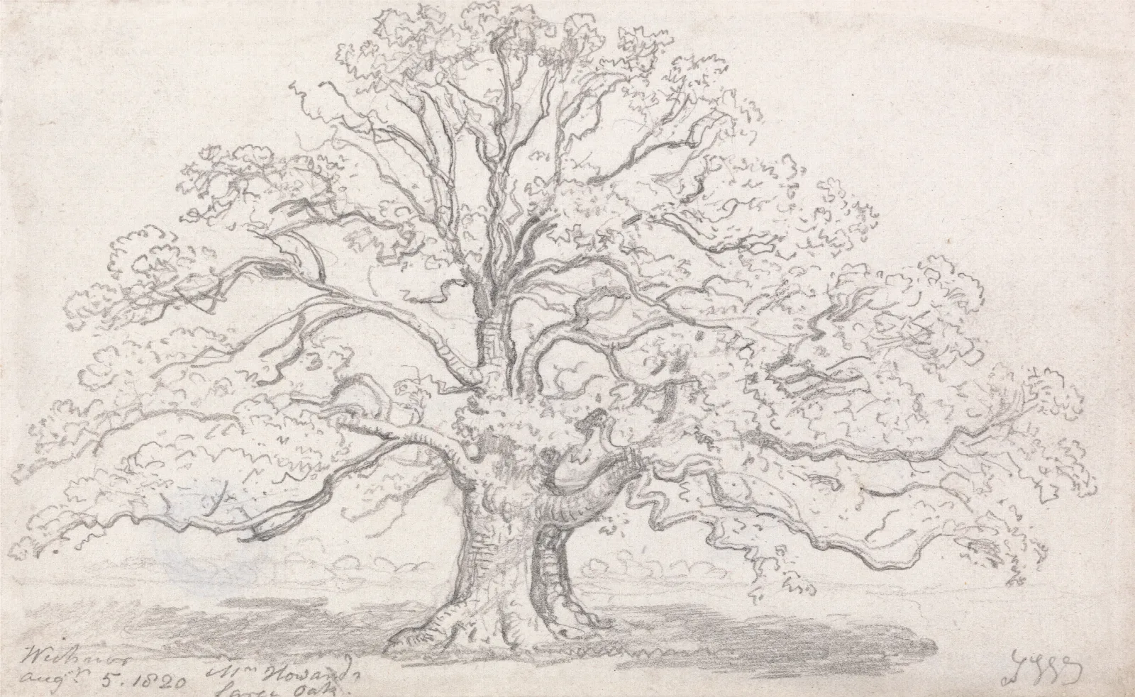 Mr Howards Large Oak August 5 1820 Wall Art by James Ward - Canvas Print