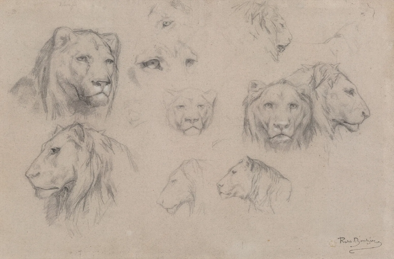 Study Of Heads Of Lions And Lionesses Wall Art by Rosa Bonheur - Canvas Print