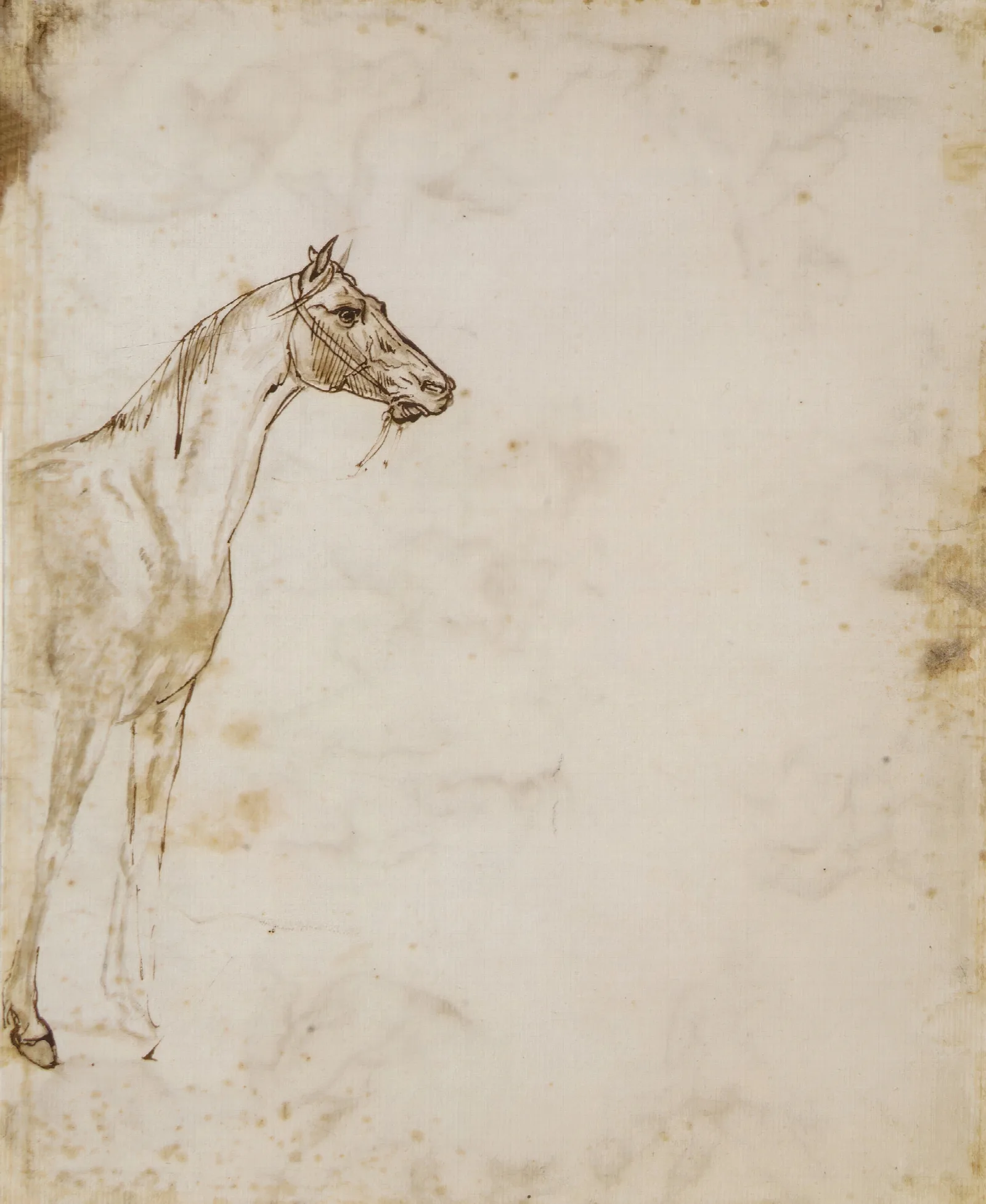 Study Of A Horse 4 Wall Art by Théodore Géricault - Canvas Print