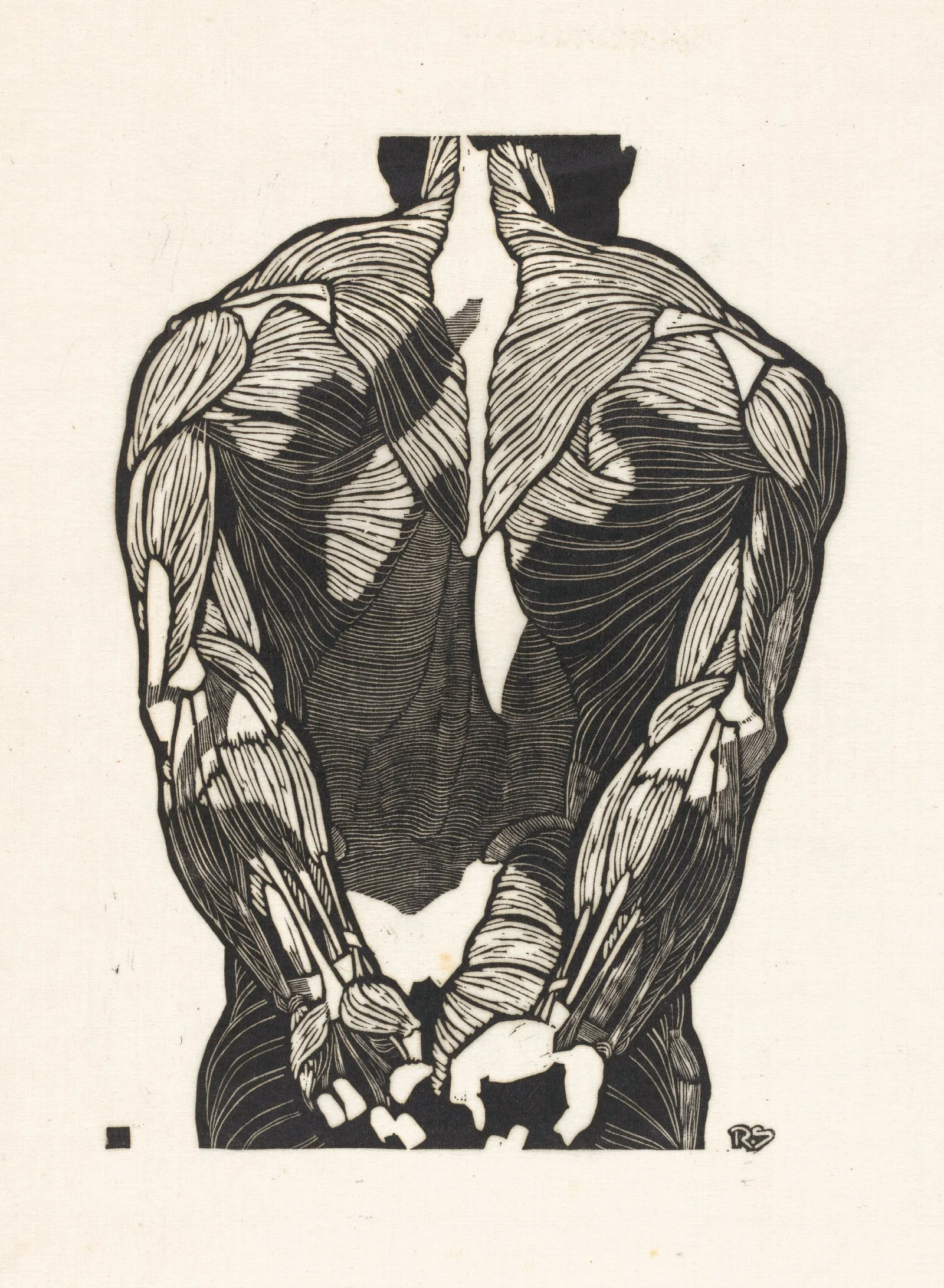 Anatomische Studie Van De Rugspieren Van Een Man Wall Art by Reijer Stolk - Canvas Print