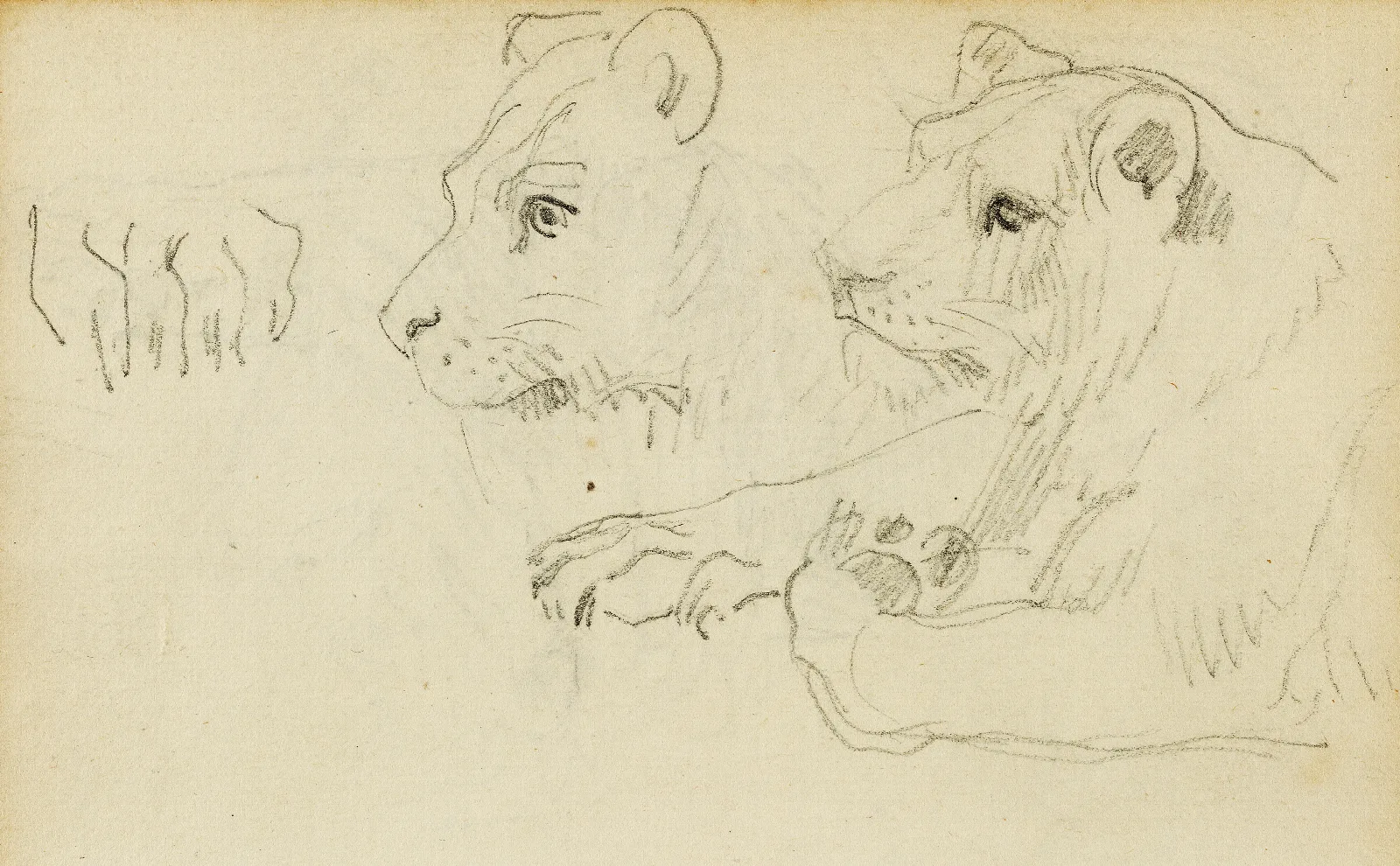 Studies Of The Head And Forelegs Of A Lioness Wall Art by Théodore Géricault - Canvas Print