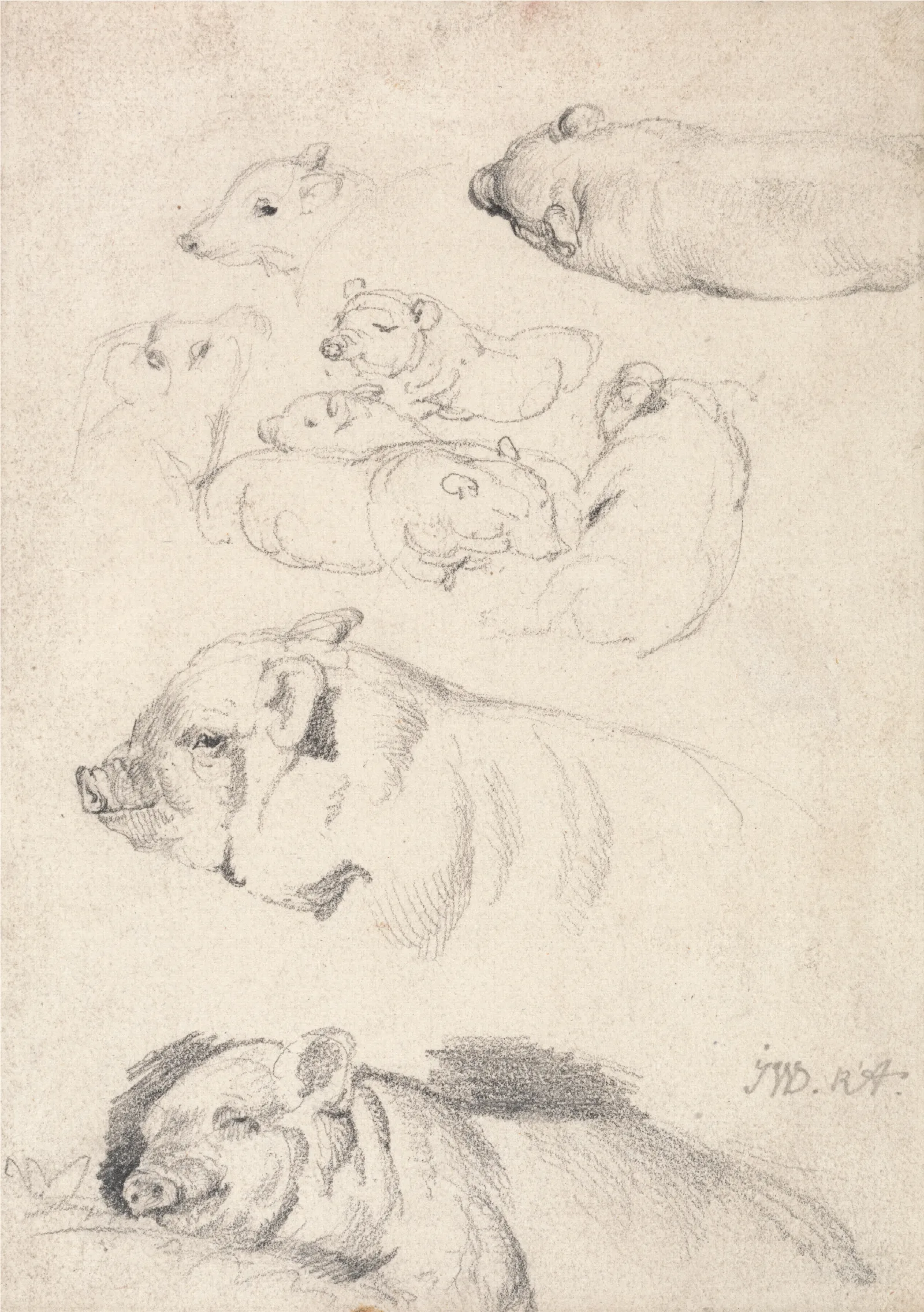 Studies Of Pigs Wall Art by James Ward - Canvas Print