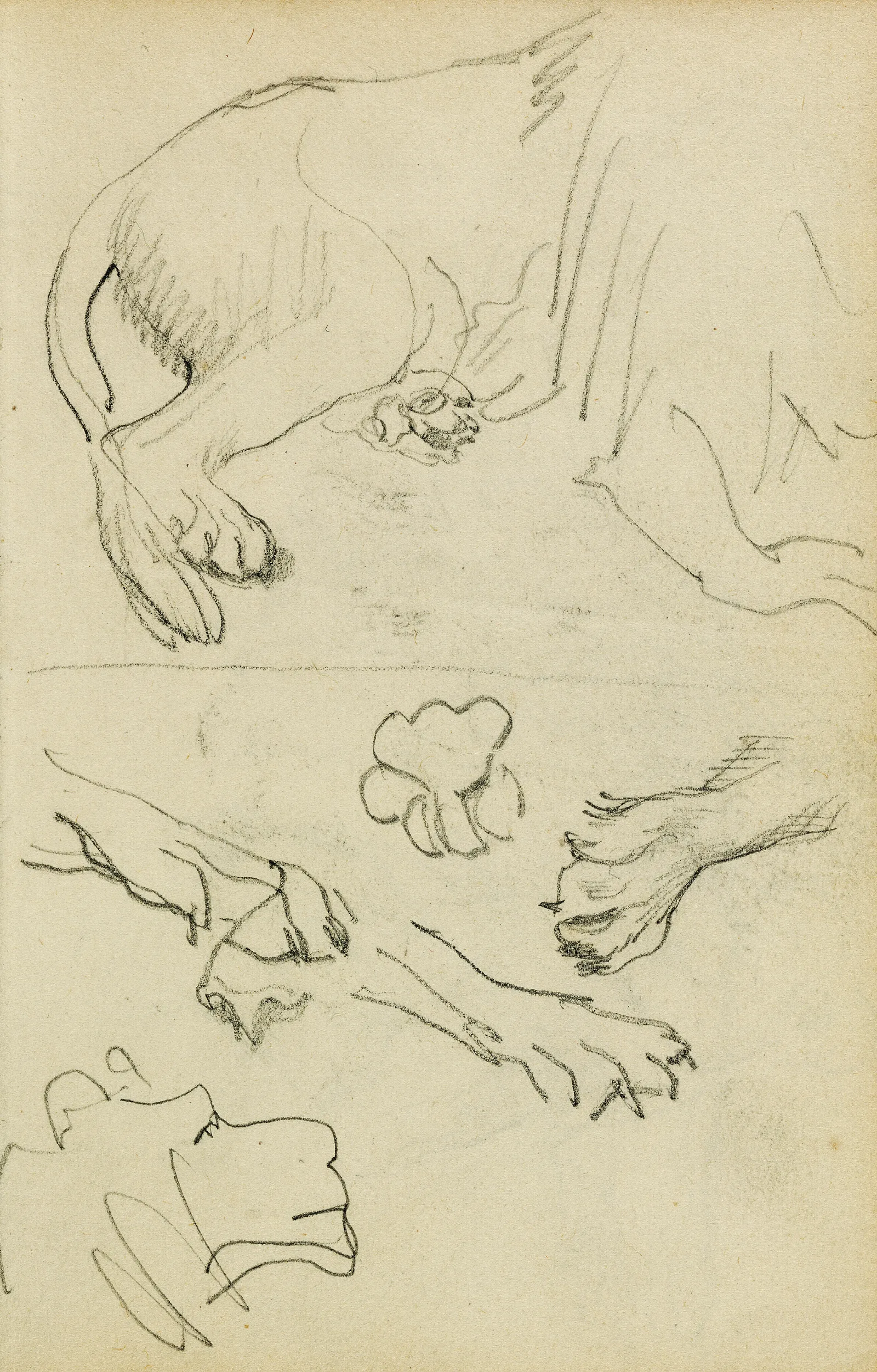 Various Studies Of Lion Leg Paws And Head Wall Art by Théodore Géricault - Canvas Print