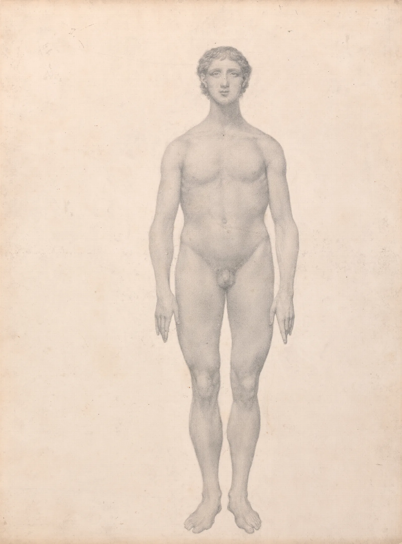 Human Figure Anterior View Undissected Wall Art by George Stubbs - Canvas Print