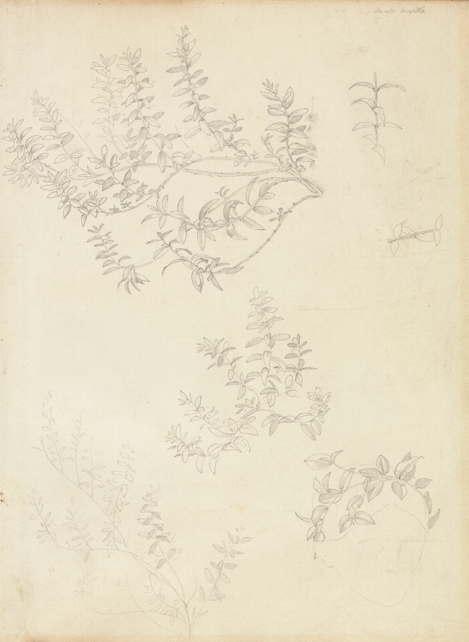 Sketches Of Myrtle And A Head Crowned With Myrtle Wall Art by Sir Edward Coley Burne-Jones - Canvas Print
