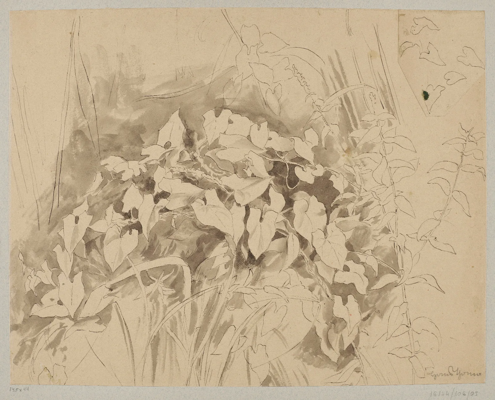 Study Of Vegetation 2 Wall Art by Hans Thoma - Canvas Print