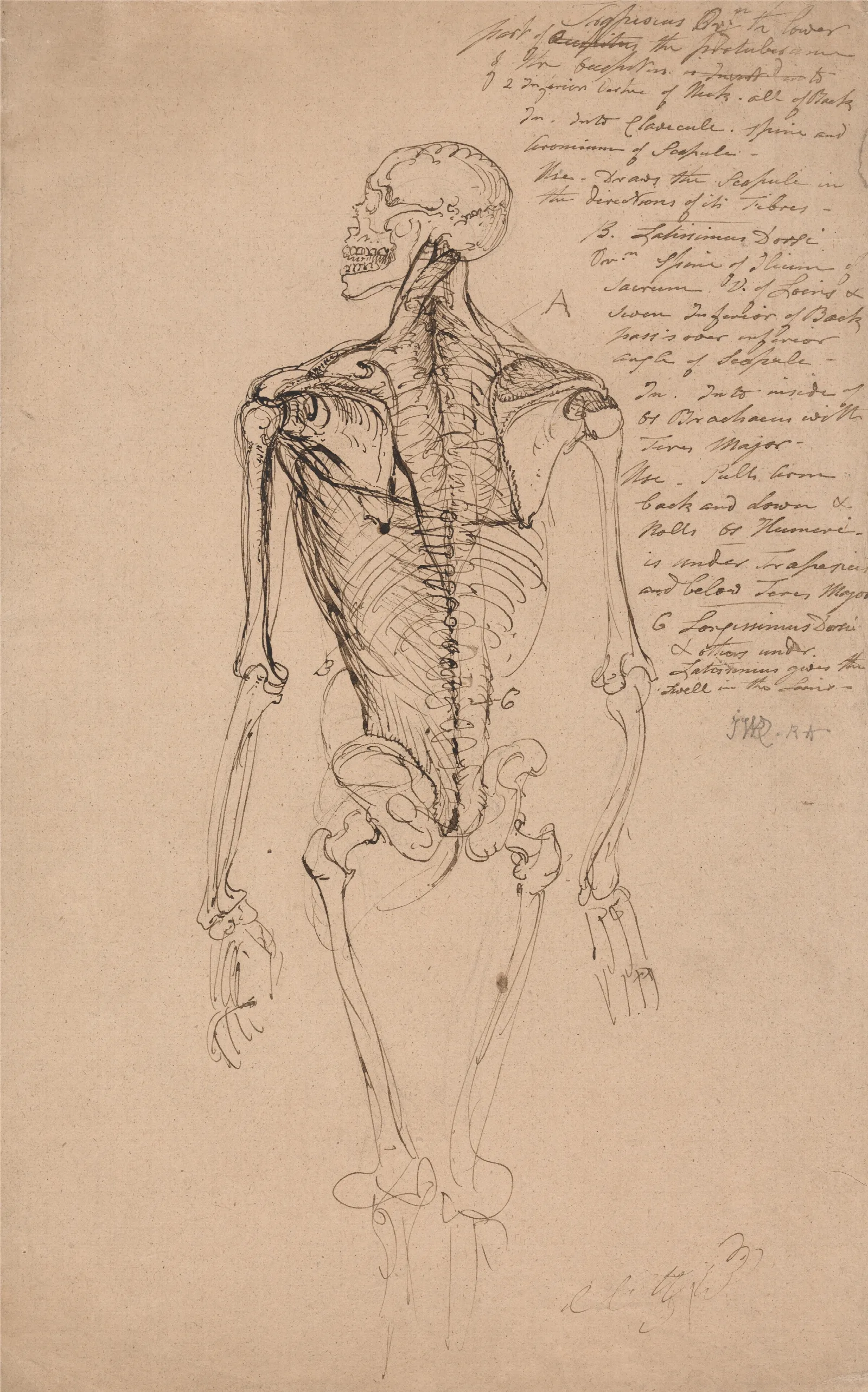 Drawing Of A Mans Skeleton Wall Art by James Ward - Canvas Print