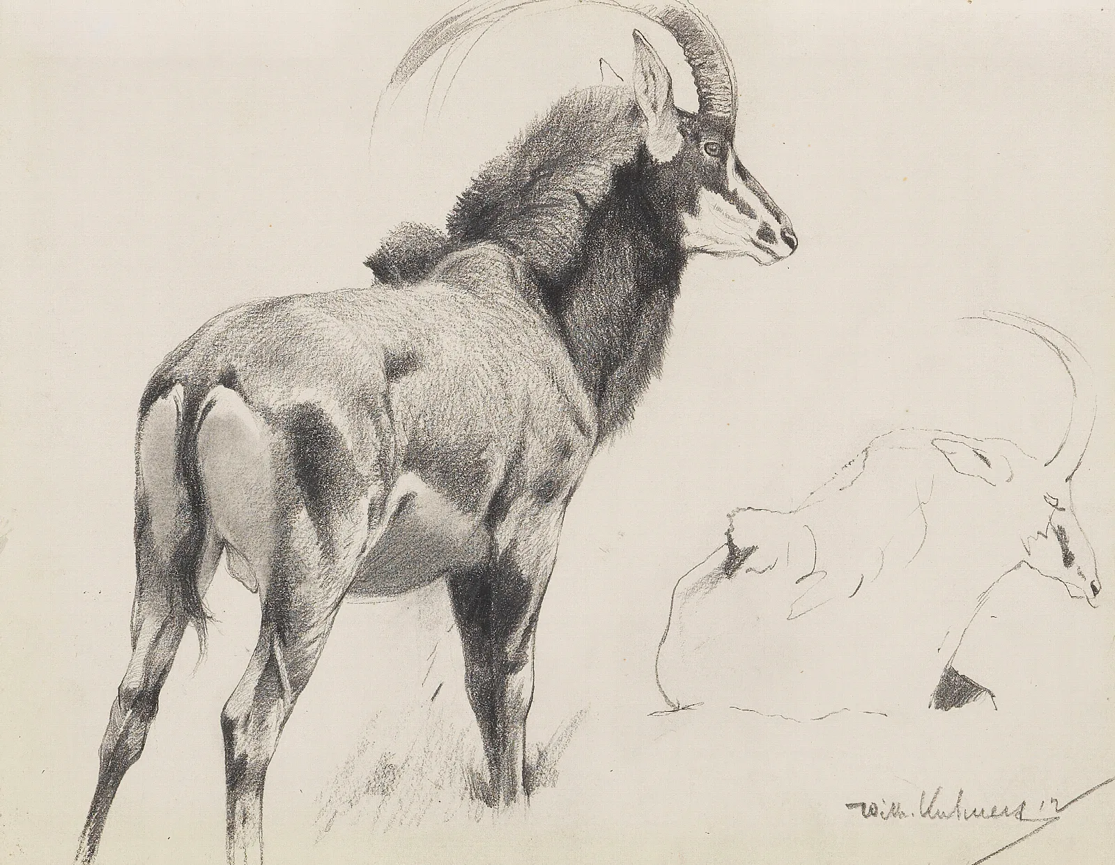 Rappenantilope Wall Art by Wilhelm Kuhnert - Canvas Print